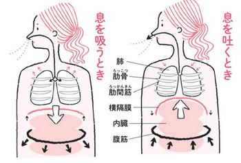 横隔膜呼吸システム.JPG